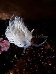 Favorinus blianus