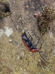 Pyrochroa serraticornis