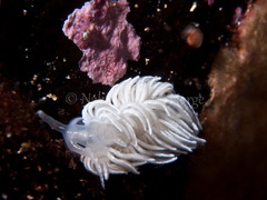 Favorinus blianus