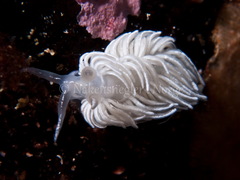 Favorinus blianus