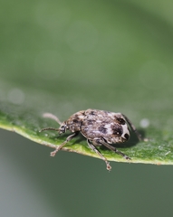 Bruchus pisorum