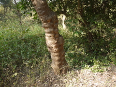 Grewia tiliifolia