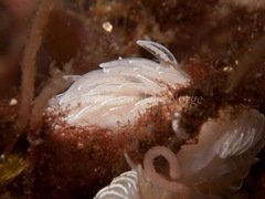 Favorinus blianus