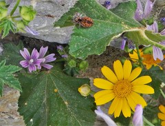 Philaeus chrysops
