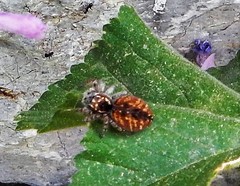 Philaeus chrysops