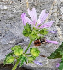 Philaeus chrysops