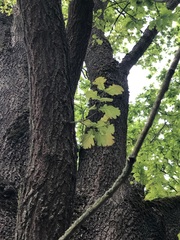 Quercus robur