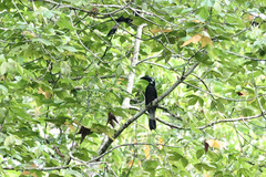 Anorrhinus galeritus