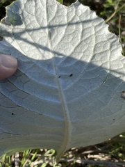 Berkheya speciosa