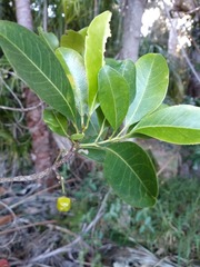 Acronychia imperforata