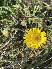 Berkheya speciosa