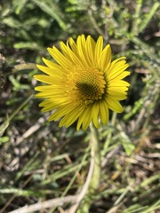 Berkheya speciosa
