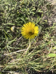 Berkheya speciosa