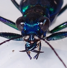 Cicindela flavomaculata