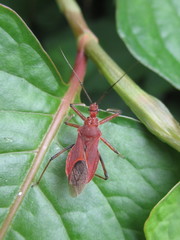 Cutocoris russatus