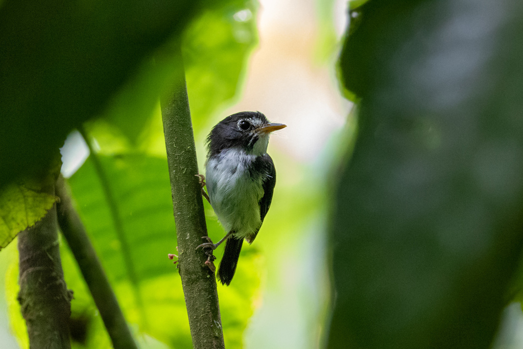 Black-and-white Tody-Flycatcher