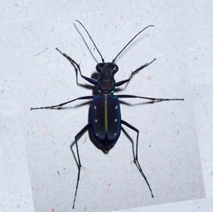 Cicindela flavomaculata