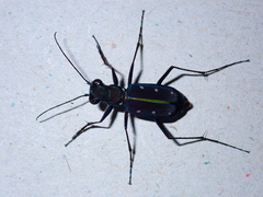 Cicindela flavomaculata
