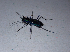 Cicindela flavomaculata
