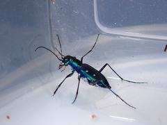Cicindela flavomaculata