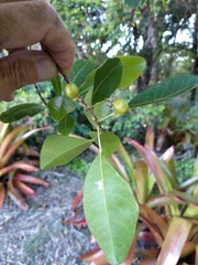 Acronychia imperforata