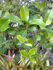 Acronychia imperforata
