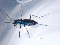 Cicindela flavomaculata