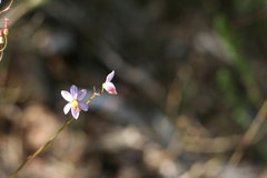 Cyanella