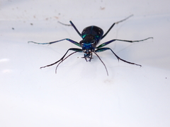 Cicindela flavomaculata