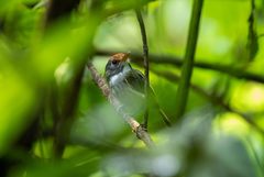 Poecilotriccus capitalis