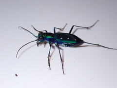 Cicindela flavomaculata