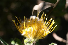 Leucospermum conocarpodendron