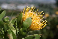 Leucospermum conocarpodendron