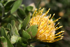Leucospermum conocarpodendron