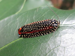 Cerace xanthocosma