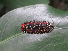 Cerace xanthocosma