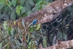 Cotinga cayana