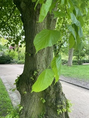 Tilia platyphyllos