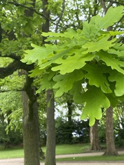 Quercus robur