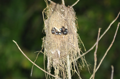 Estrildidae