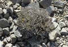 Lignocarpa carnosula
