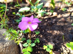 Oxalis eckloniana-nidulans