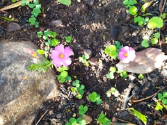 Oxalis eckloniana-nidulans