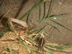 Zachaeus crista