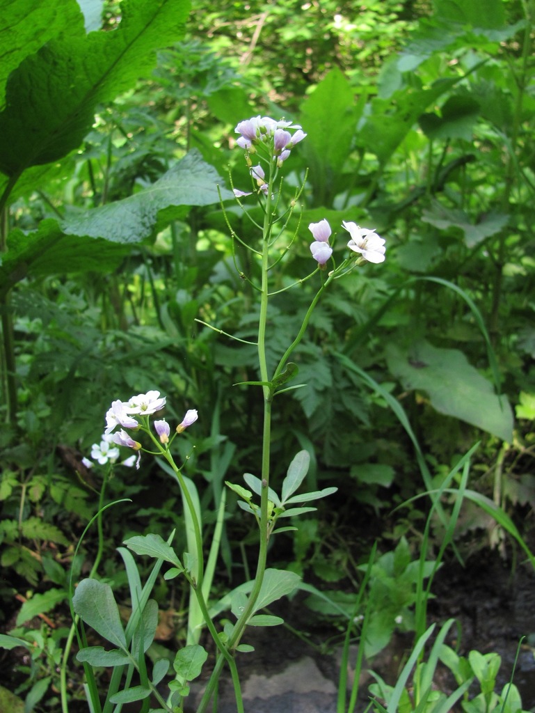 Cardamine uliginosa