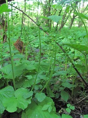 Pachyphragma macrophyllum