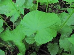 Pachyphragma macrophyllum
