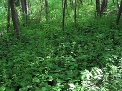 Pachyphragma macrophyllum