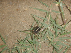 Zachaeus crista