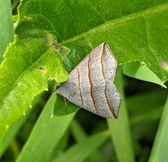 Colobochyla salicalis